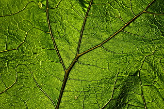 Macro Close-Up of Green Leaf Veins Texture
