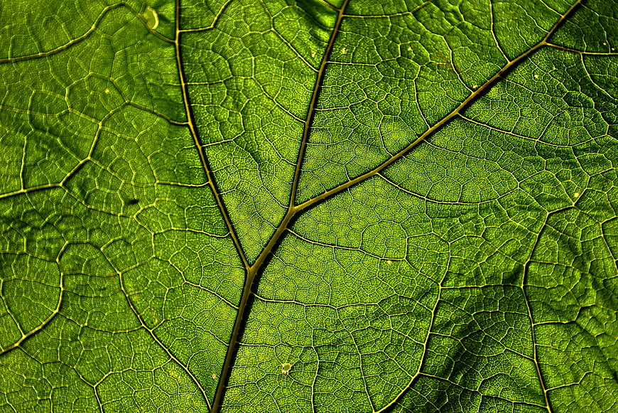 Macro Close-Up of Green Leaf Veins Texture