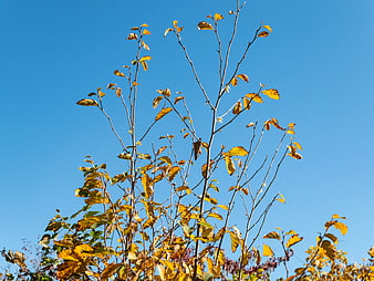Autumn tree branches with yellow leaves against blue sky