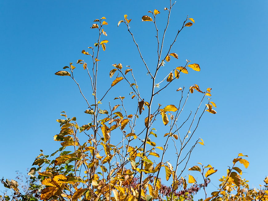 Autumn tree branches with yellow leaves against blue sky