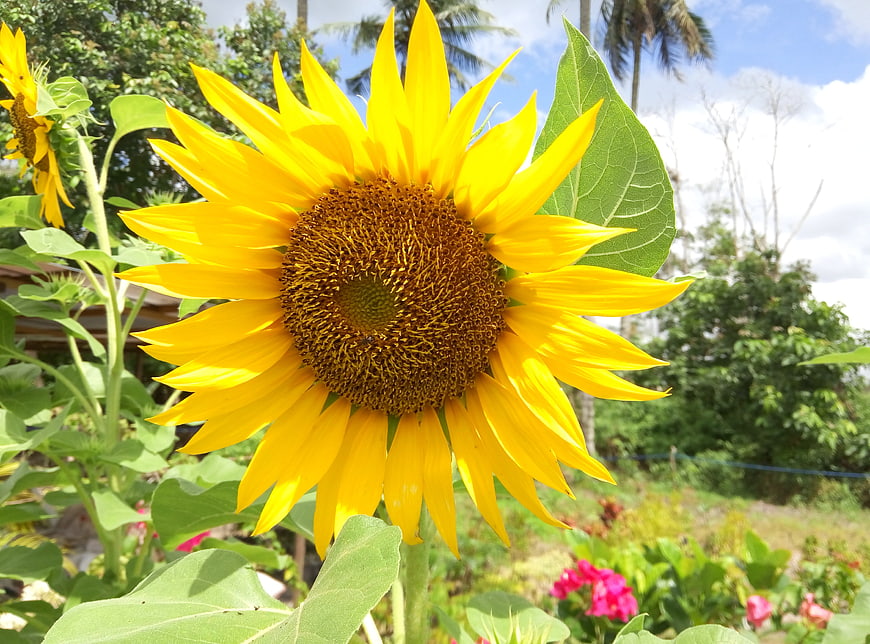 Vibrant Yellow Sunflower Close-Up in Garden