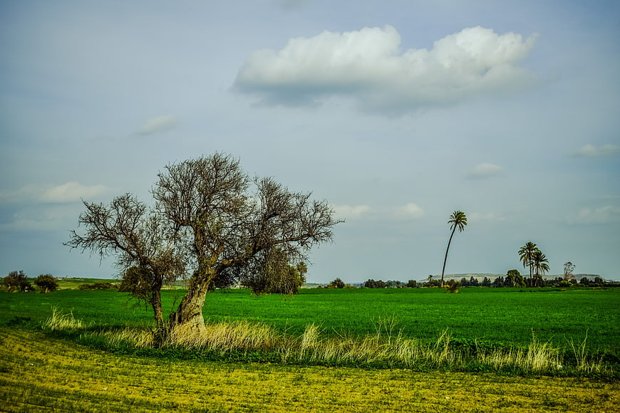 Lone bare tree in vibrant green agricultural field with palm trees