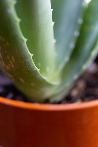 Macro Close-Up of Aloe Vera Plant in Terracotta Pot