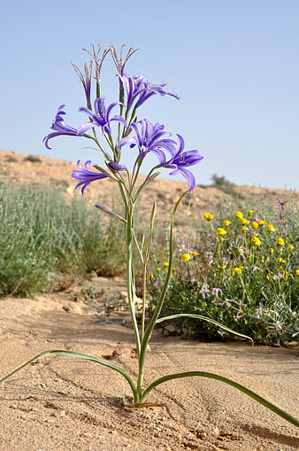 Purple Desert Flower Growing in Sandy Soil