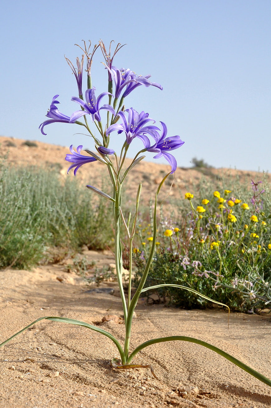 Purple Desert Flower Growing in Sandy Soil