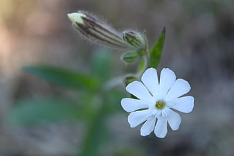 Close-up of a delicate white flower with blurred natural background