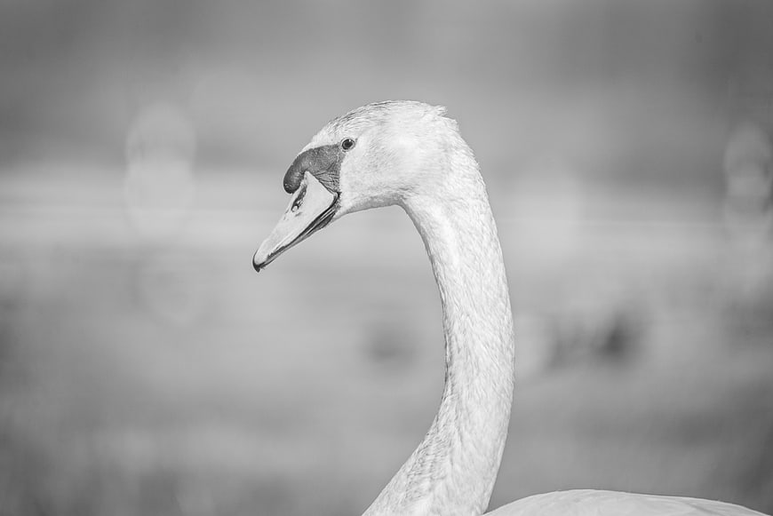 Elegant Black and White Swan Portrait