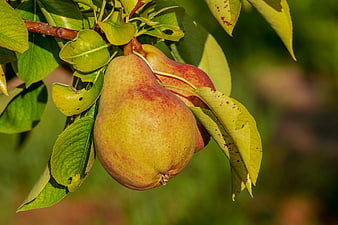 Ripe Red Blushed Pears Hanging on a Branch in an Orchard
