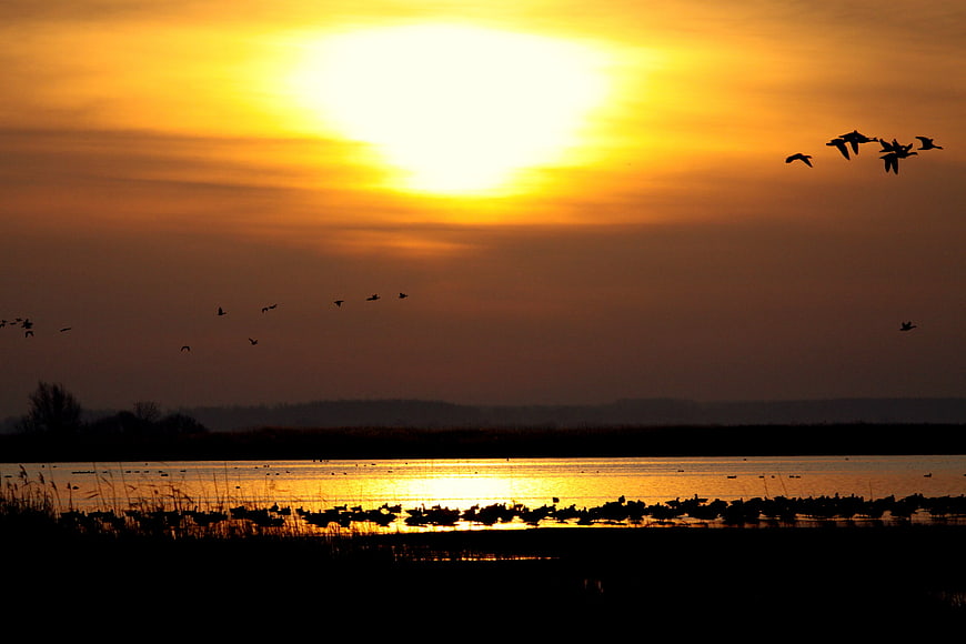 Silhouetted birds flying over lake at golden sunset