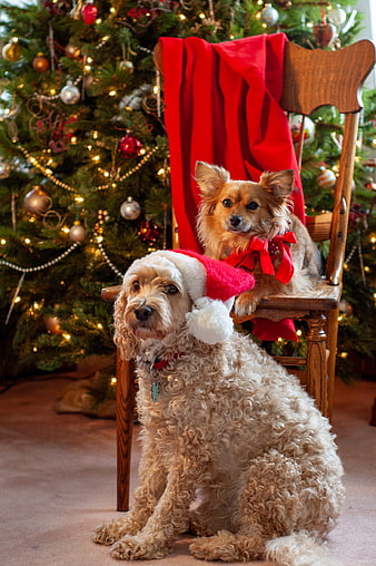 Two dogs in Christmas costumes sitting by a decorated tree