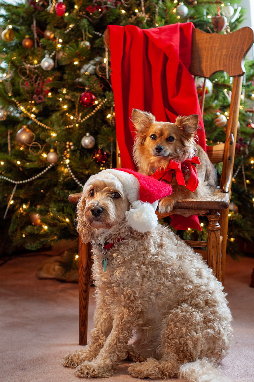 Two dogs in Christmas costumes sitting by a decorated tree