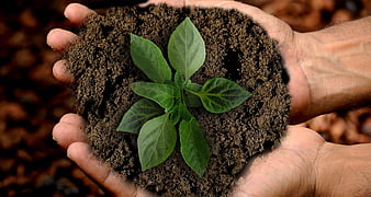 Hands holding soil with green plant sprout