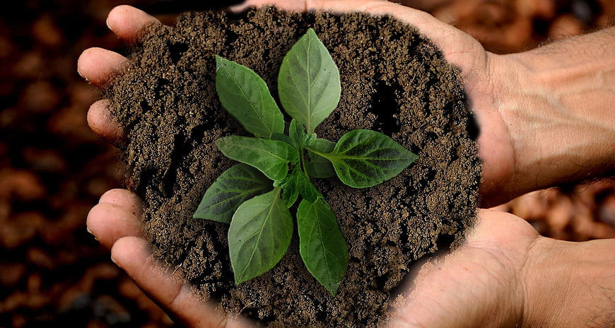 Hands holding soil with green plant sprout