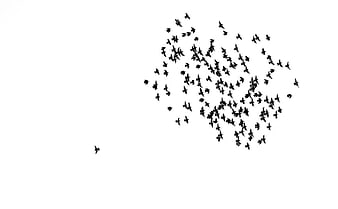 Flock of birds flying against white background with one lone bird