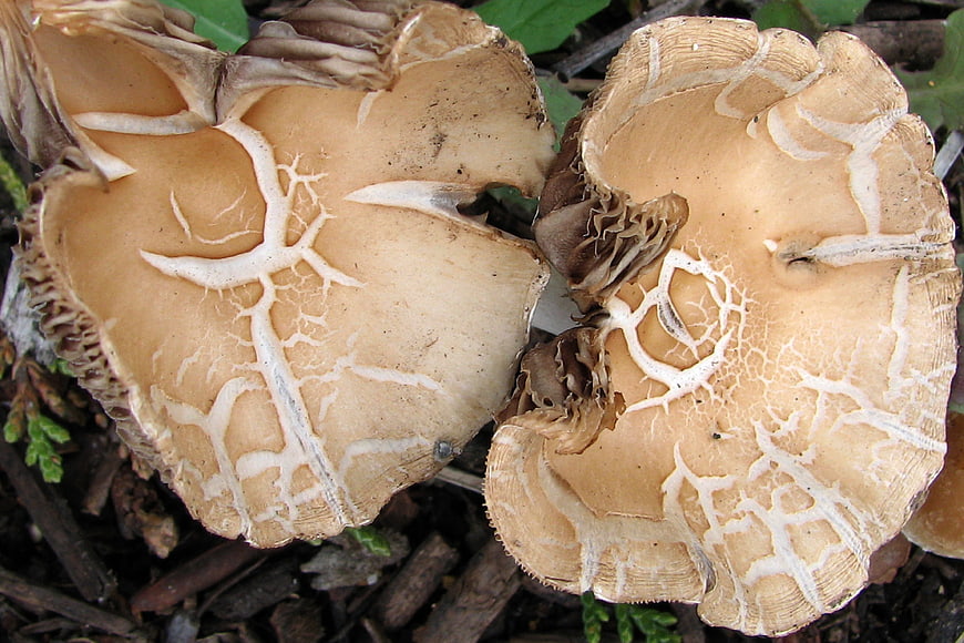 Close-up of Tan Mushrooms with White Veins on Forest Floor