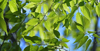 Sunlit Green Leaves Against Blue Sky Background