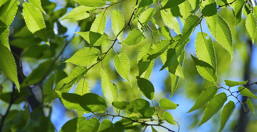 Sunlit Green Leaves Against Blue Sky Background