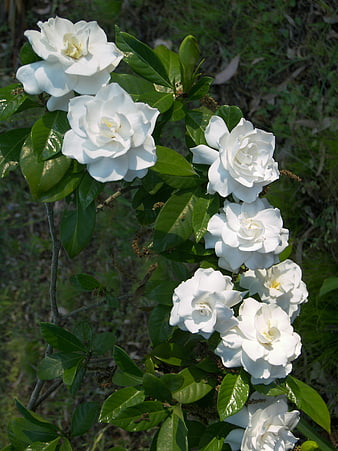 White Gardenia Flowers Blooming on Green Bush