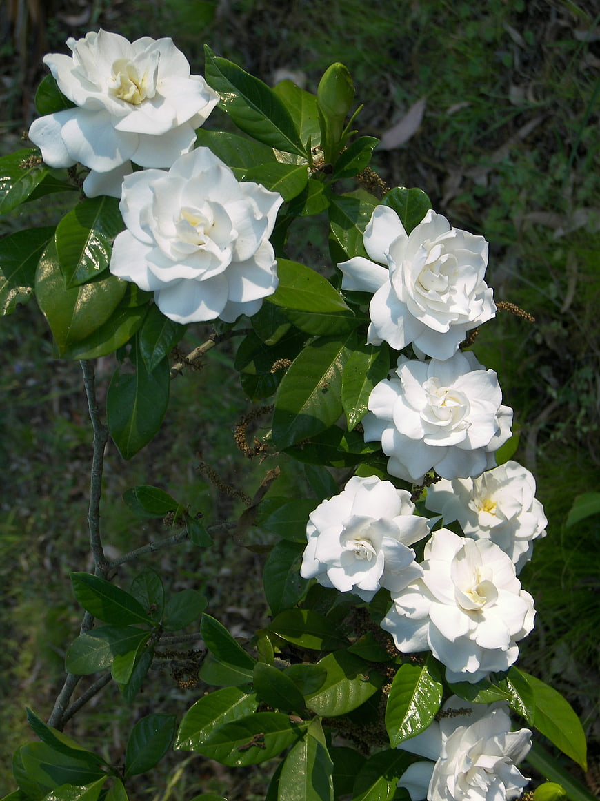 White Gardenia Flowers Blooming on Green Bush