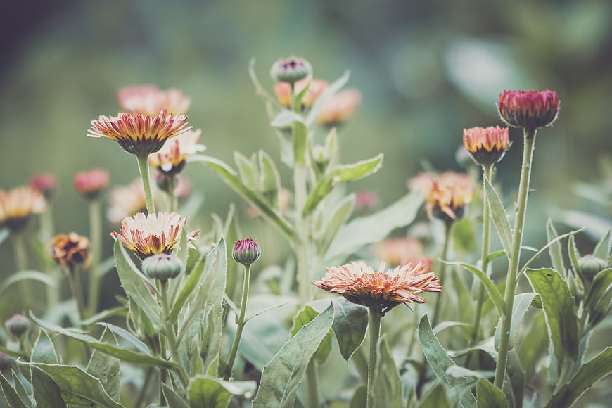 Vibrant Orange and Red Daisies Blooming in a Garden