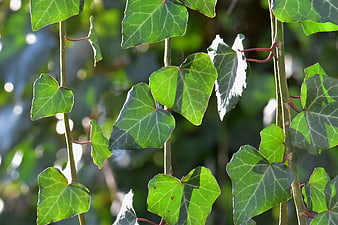 Close-up of vibrant green ivy leaves in sunlight