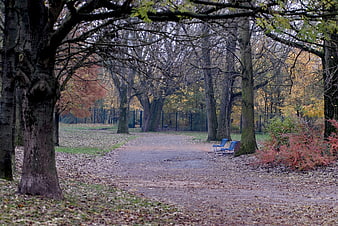 Autumn park path with fallen leaves and blue benches