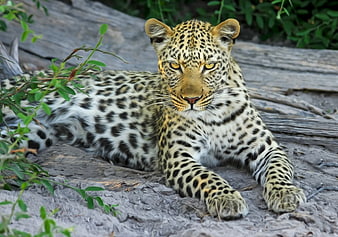 Leopard resting on gray rock with green foliage