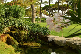 Serene Garden Pond with Pink Flowers and Lush Greenery