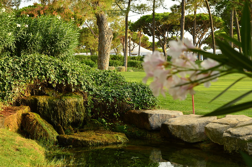 Serene Garden Pond with Pink Flowers and Lush Greenery