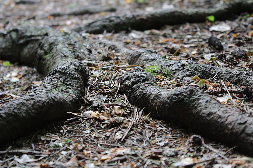 Close-up of textured tree roots on a forest floor
