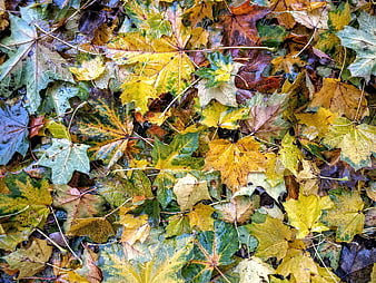 Wet autumn maple leaves background texture
