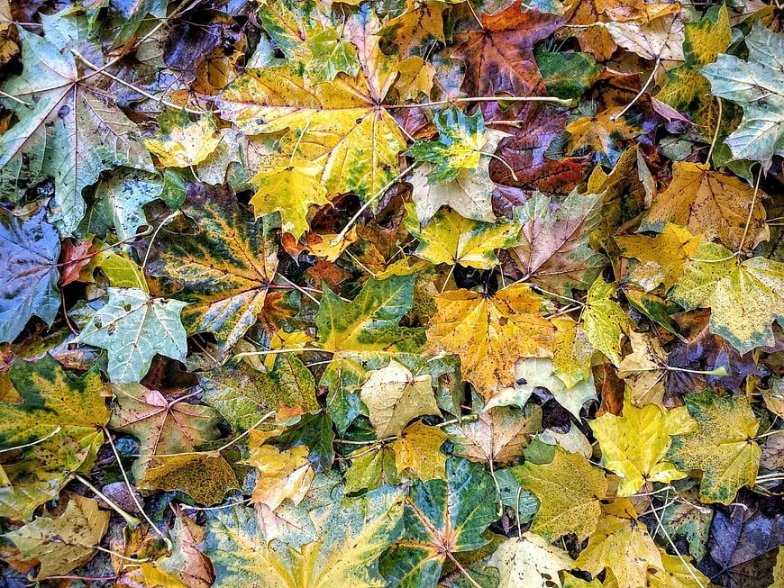 Wet autumn maple leaves background texture