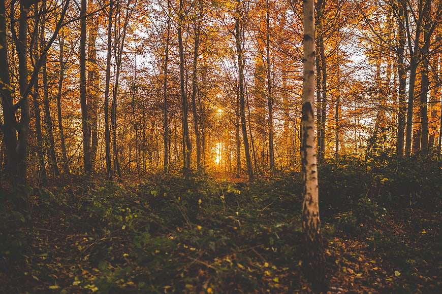 Sunlight filtering through golden autumn forest trees