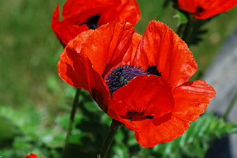 Vibrant Red Poppy Flower Close-Up in Green Field