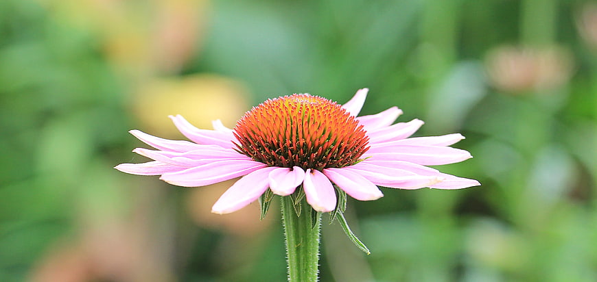 Close-up of Pink Coneflower with Orange Center