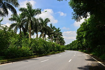 Empty asphalt road lined with palm trees and lush greenery