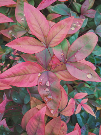 Close-up of pink and green leaves with water droplets