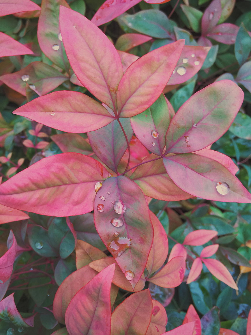 Close-up of pink and green leaves with water droplets