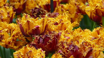Vibrant Yellow and Red Parrot Tulips Close-Up