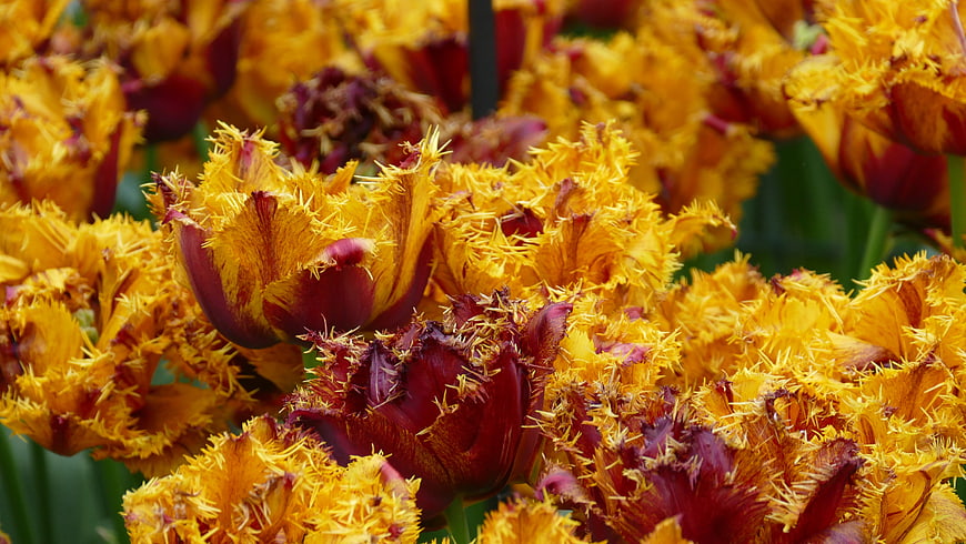 Vibrant Yellow and Red Parrot Tulips Close-Up