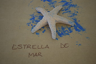 Starfish on cardboard with blue paint and Spanish text