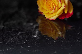 Yellow and Red Rose with Water Drops on Dark Surface