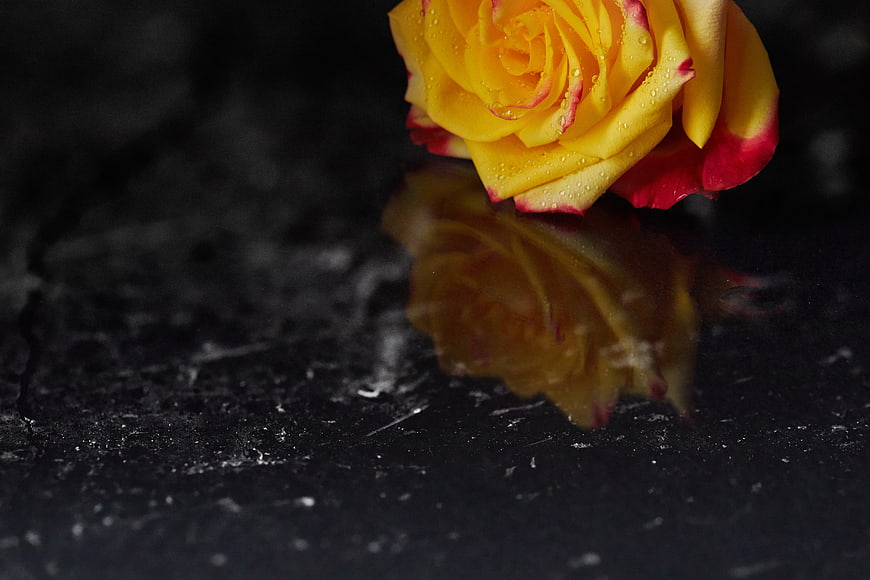 Yellow and Red Rose with Water Drops on Dark Surface