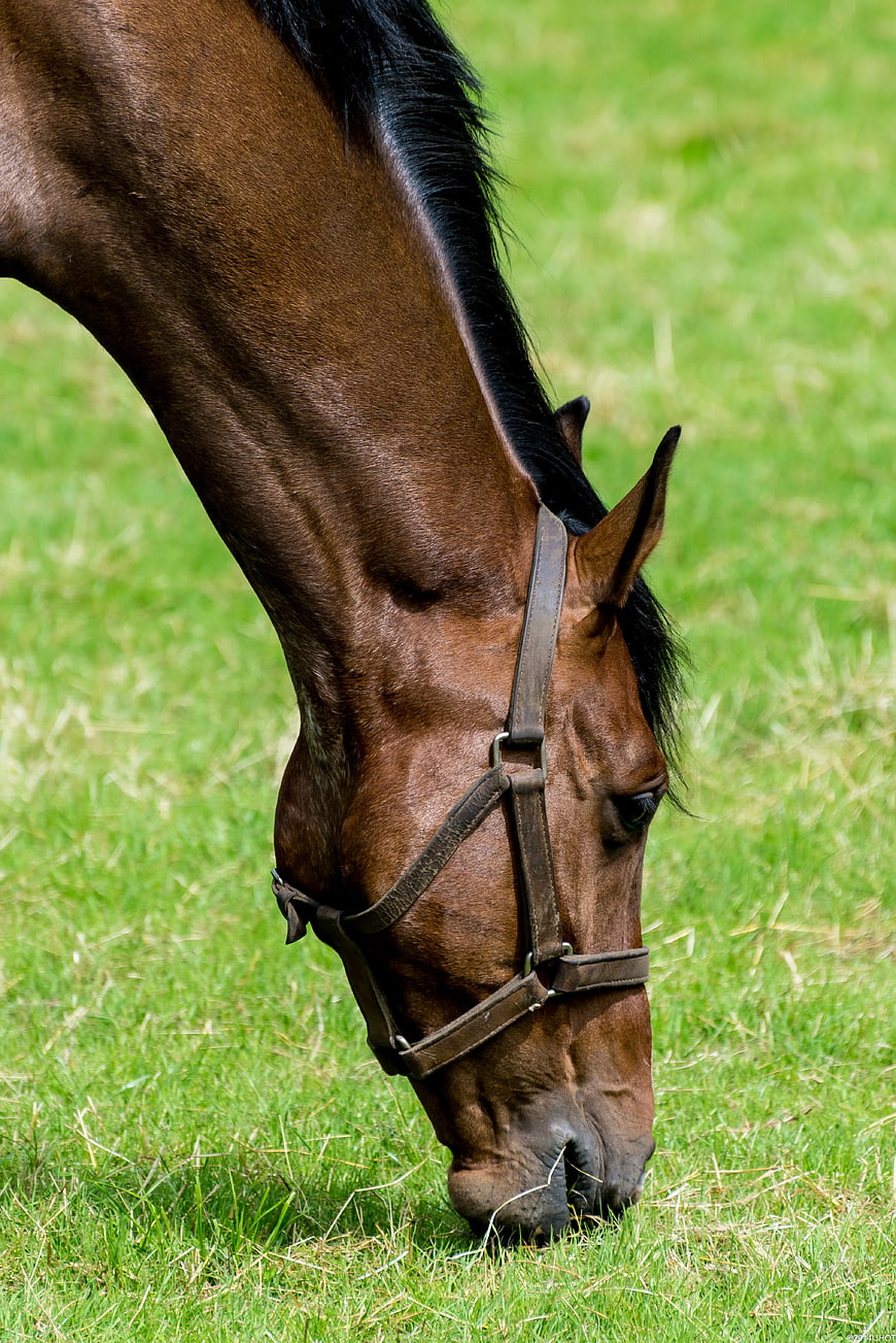 Brown Horse Grazing in Green Pasture
