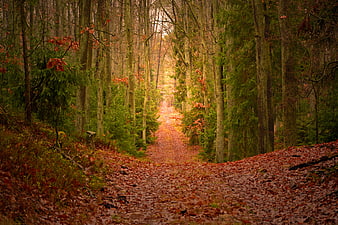 Mystical Autumn Forest Path With Golden Light And Falling Leaves