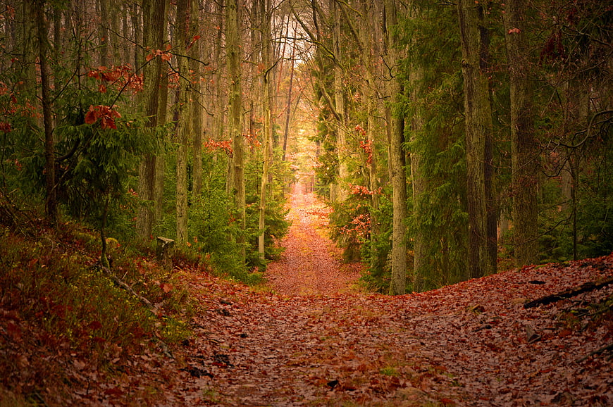 Mystical Autumn Forest Path With Golden Light And Falling Leaves