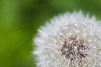 Close-up of a white dandelion seed head against green background