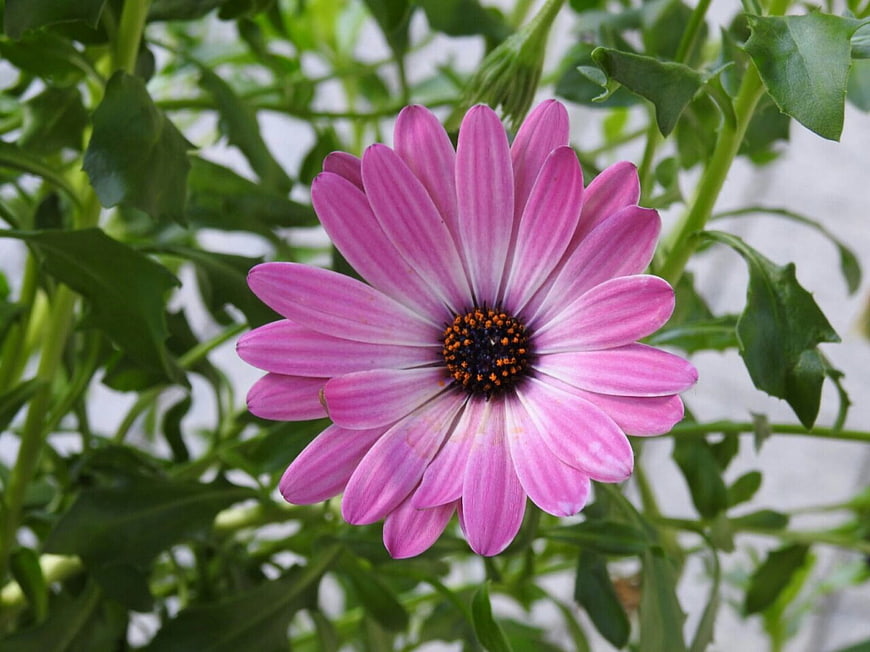 Close-up of a vibrant pink Osteospermum flower with green leaves