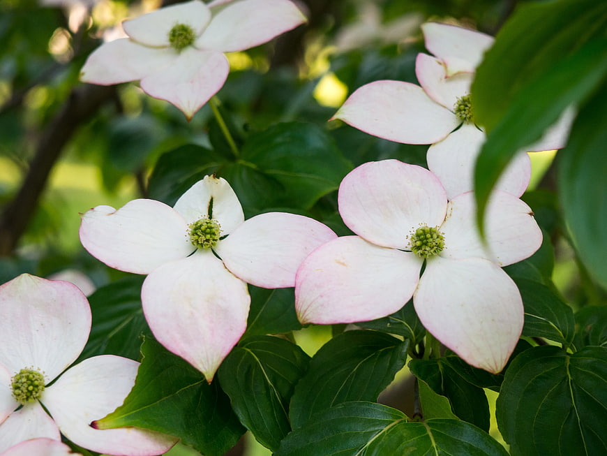 Close-up of Pink-tipped White Dogwood Flowers