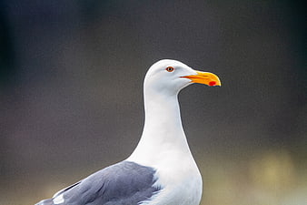 Close-up portrait of a seagull with yellow beak